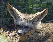 Bat Eared Fox