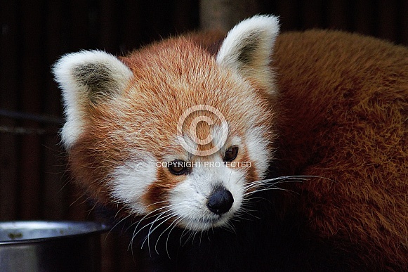 Red Panda up close