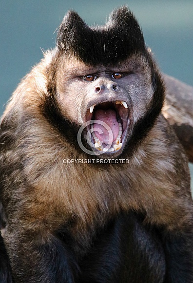 Brown Capuchin