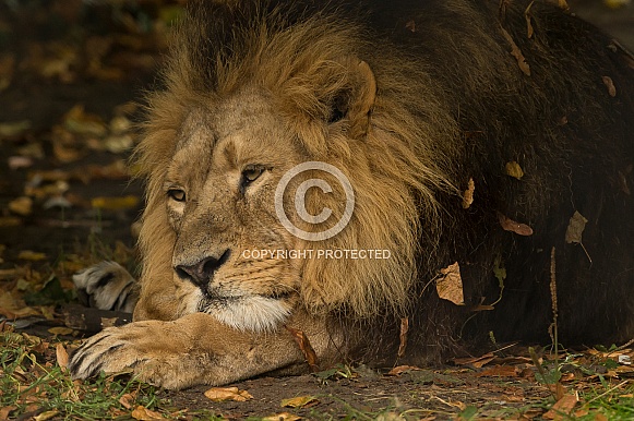 Asiatic Lion Asiatic Lion