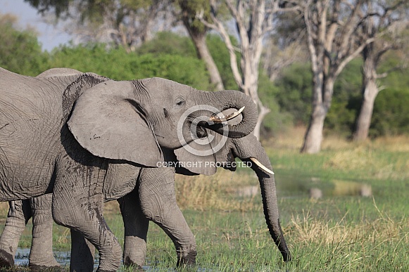 African elephants drinking from river