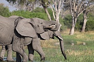 African elephants drinking from river