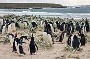 Gentoo Penguin colony - Falkland Islands