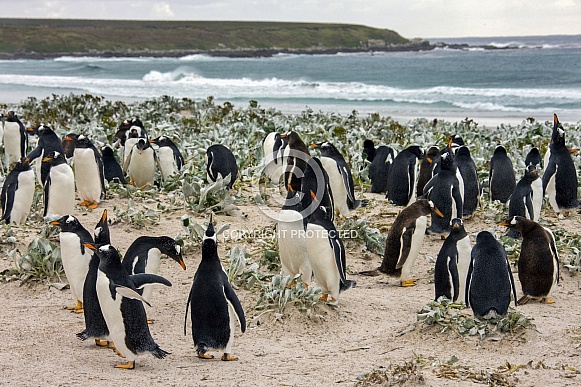 Gentoo Penguin colony - Falkland Islands Gentoo Penguin colony - Falkland Islands