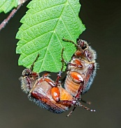 June Bug, May Beetle, or June beetle, (Phyllophaga spp.) mating while eating Florida elm (Ulmus americana)