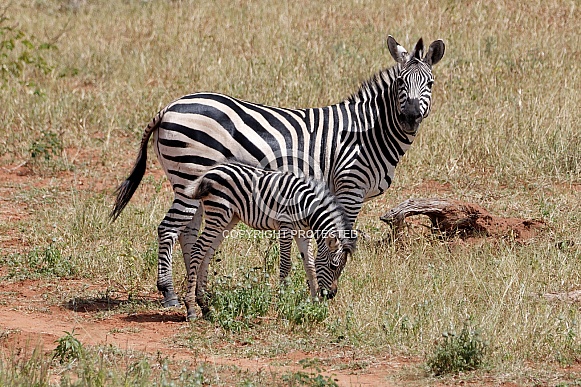 Zebras Zebras