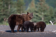 Mom bear and two cubs digging for clams
