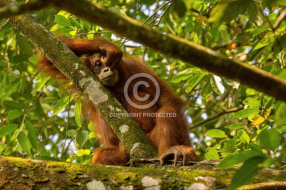 Sumatran orangutan in the nature habitat