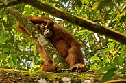 Sumatran orangutan in the nature habitat