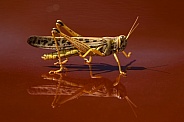 Grasshopper