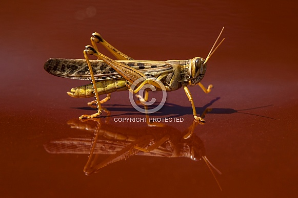 Grasshopper