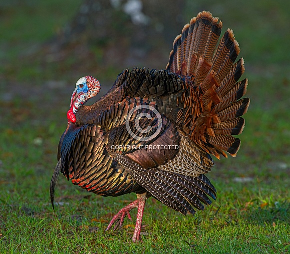 Wild Osceola turkey - Meleagris gallopavo osceola - aka Florida turkey