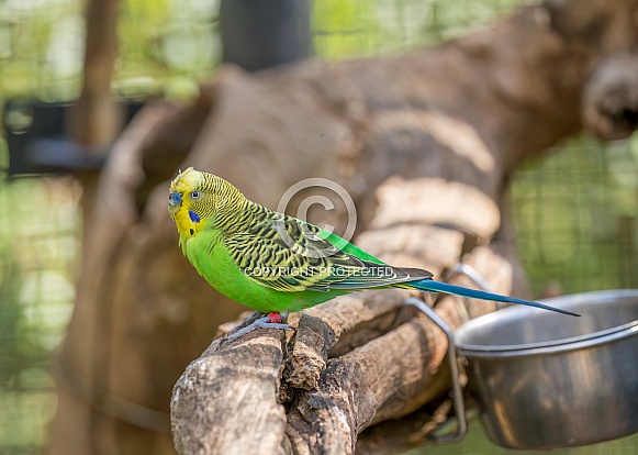 Budgerigar