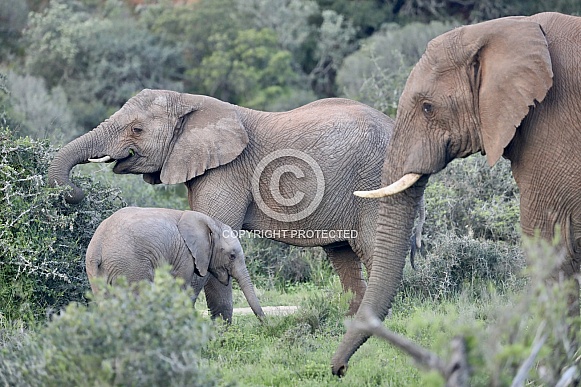 Elephants