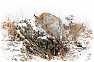 Siberian Lynx-Pouncing Siberian Lynx