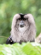 Lion Tailed Macaque