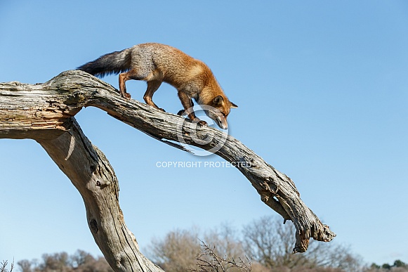 Red foxes