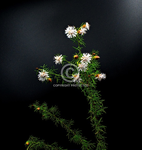 summer farewell - Dalea Pinnata - white blooms blossom flower with red buds and thin green leaves. Florida native wildflower plant isolated on black background