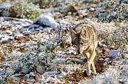 Coyote in the Desert Snow