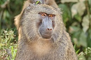 Olive Baboon