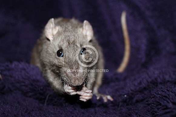 Rats