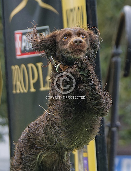 Boykin Spaniel