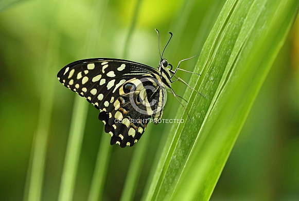 Chequered Swallowtail