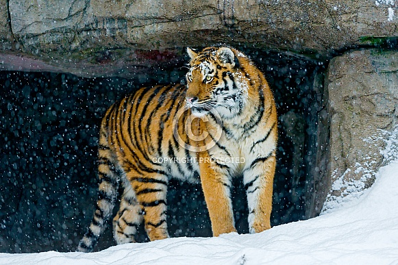 Amur Tiger