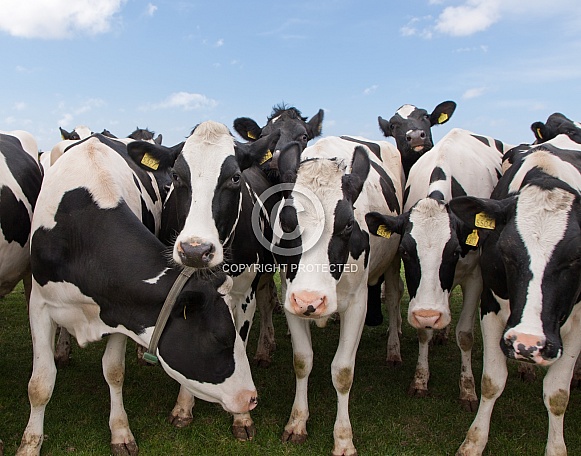 Dutch Cow and Cows