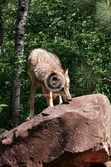 Wolf and Wolf Pups