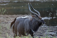 Male Nyala with Tail Wagging