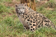Snow Leopard Sitting In Grass