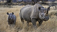 Black Rhino and calf