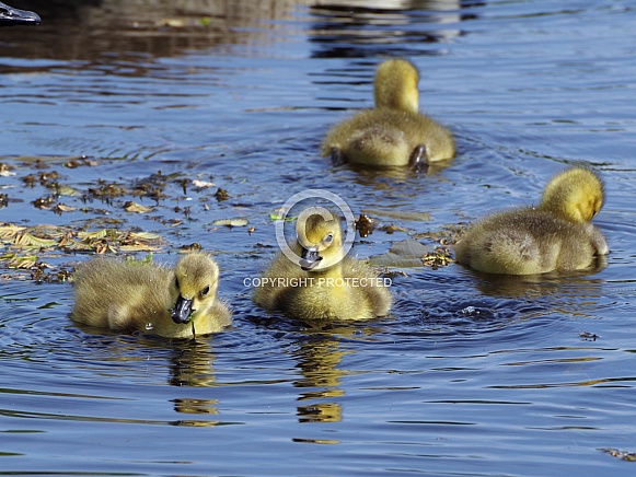 Canada Goslings Canada Goslings