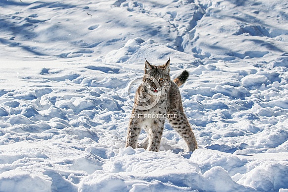 Siberian Bobcat in the snow