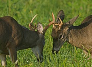 White tail deer