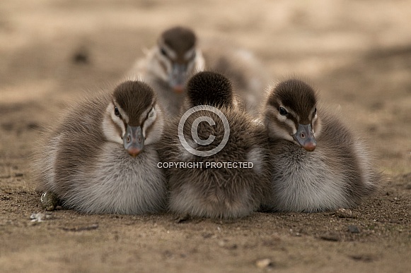 Ducklings in a row (wild).