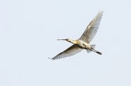 The Eurasian spoonbill