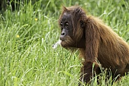 Young Sumatran Orangutan Walking With Feather In Mouth