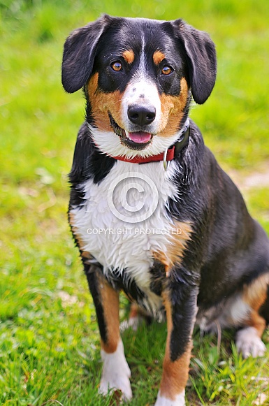 Dog Sitting Dog Sitting