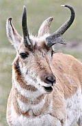 Antelope