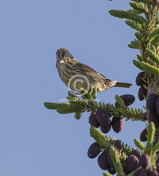 Lincoln's Sparrow Perched on a Spruce Tree Lincoln's Sparrow Perched on a Spruce Tree