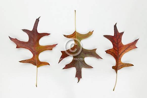 Autumn leaves. Autumn leaves.