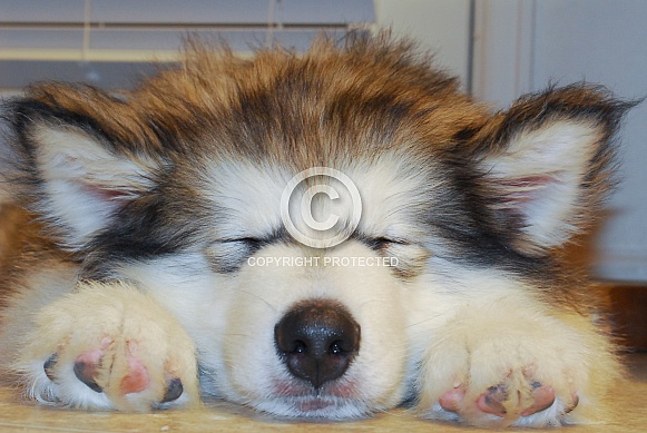Alaskan Malamute
