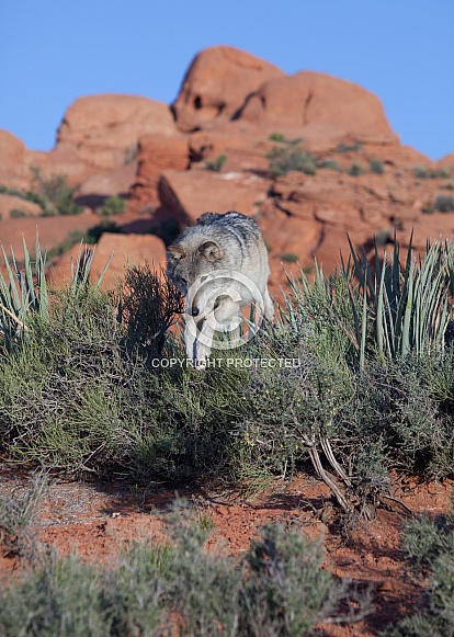 wolf, canis lupis