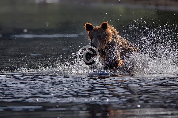 Brown Bear