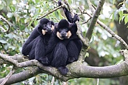 The yellow-cheeked gibbon (Nomascus gabriellae)