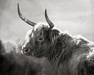 Highland Cattle-Scottish Highland B-W