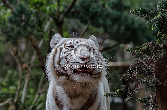 white Tiger white Tiger
