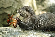 Otter Feeding